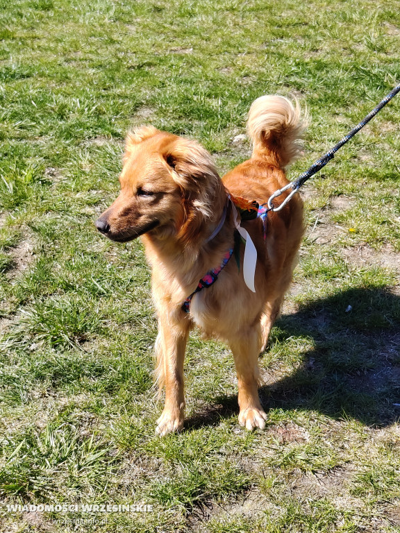 Psie spotkanie przy tężni na Wrzosowej