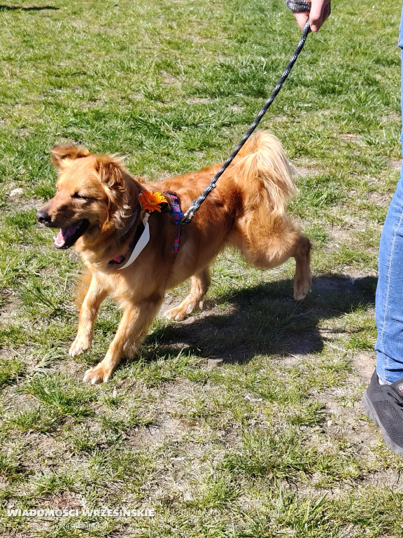 Psie spotkanie przy tężni na Wrzosowej