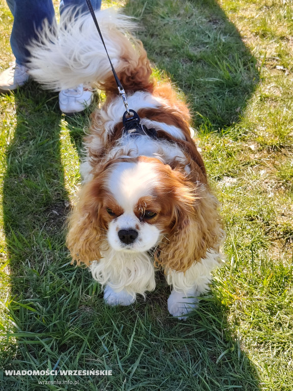 Psie spotkanie przy tężni na Wrzosowej