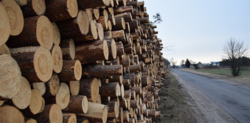 Małpi Gaj nie na sprzedaż. Nadleśnictwo posadzi tutaj nowy las!