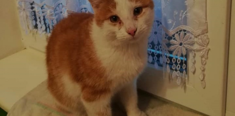 Zaginął rudo-biały kot