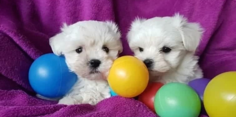 Po śmierci szczeniaka Niemka skarży się na hodowcę psów spod Wrześni