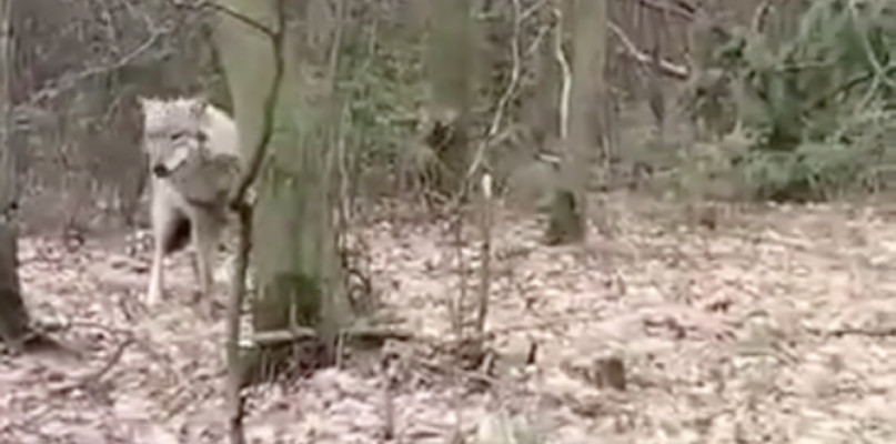 Niecodzienny widok. Zobaczcie nagranie, jak wilk spaceruje po lesie [WIDEO]