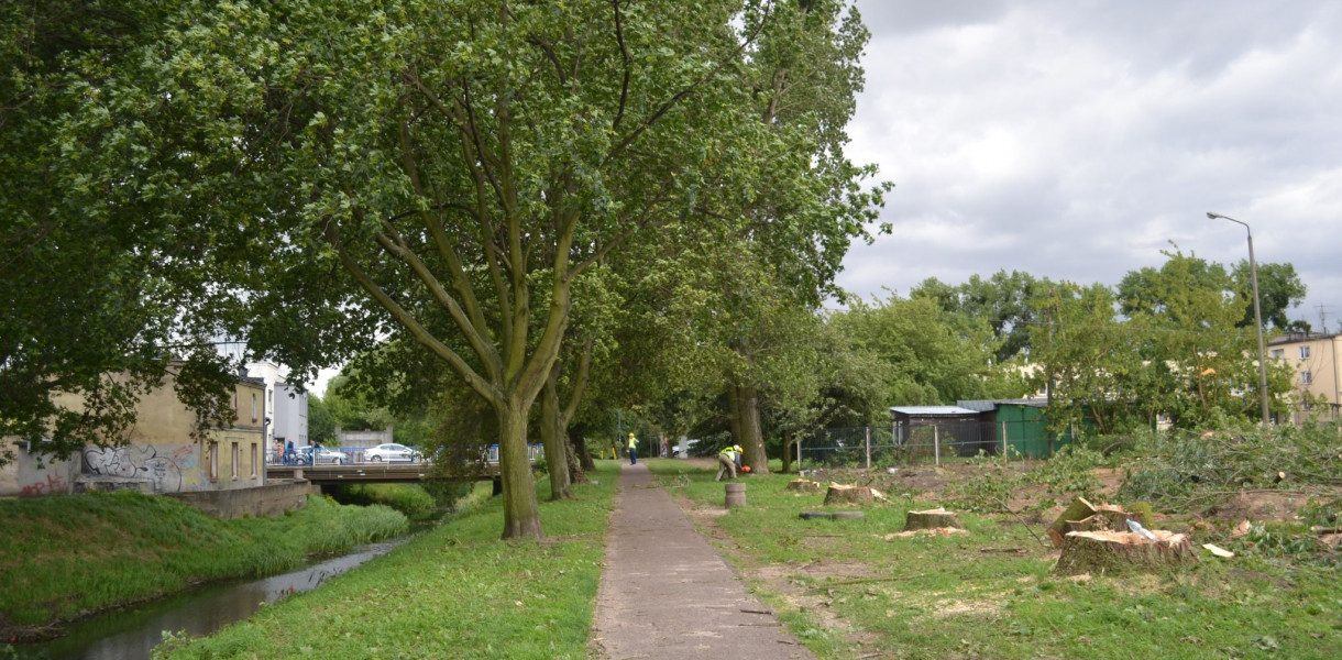 Znikające drzewa. Raport Projektu Września o wycinkach i nasadzeniach