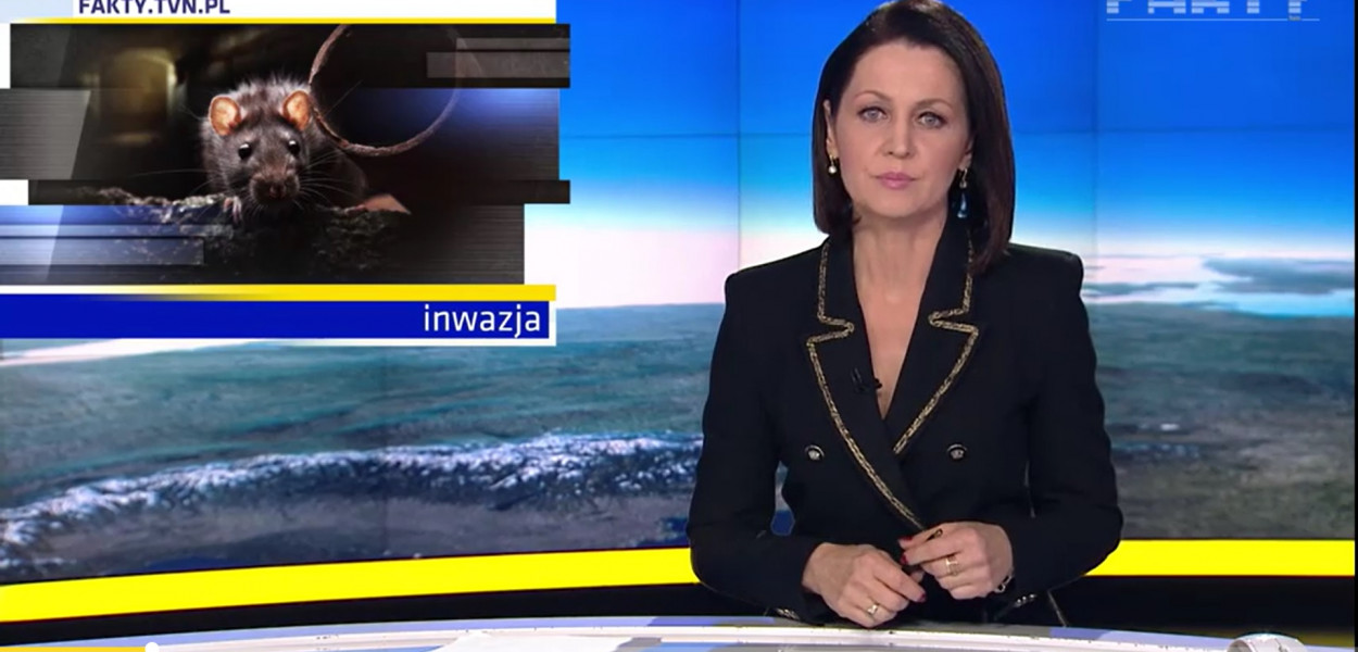„Ciarki mi po plecach przechodzą” - temat szczurów w TVN