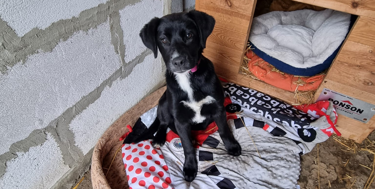 Wrzesińskie schronisko potrzebuje pomocy