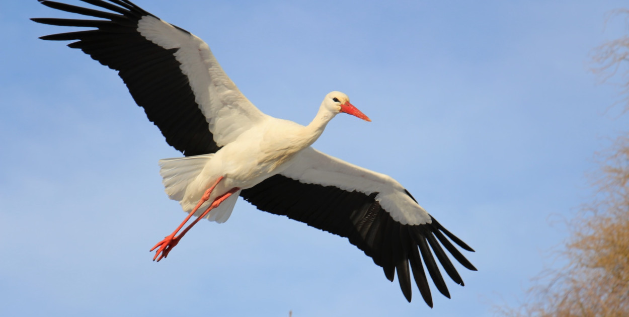 Bocian Wojtek z Orzechowa nareszcie ze swoją ukochaną
