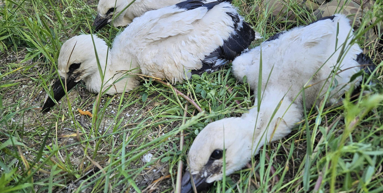 Bociany z Orzechowa pod okiem kamer