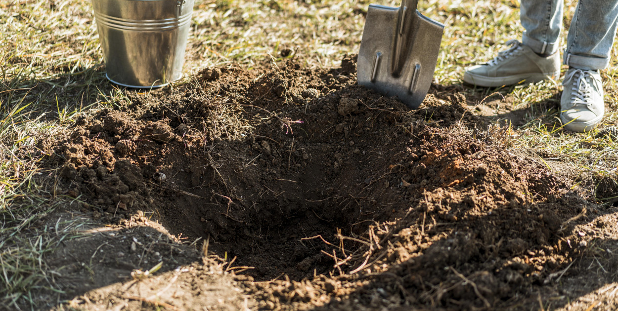Czy lepiej sadzić drzewa owocowe jesienią? Poradnik sadzenia drzewek owocowych