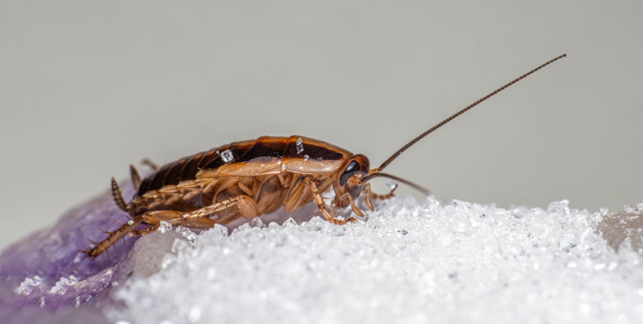 Karaluchy w domu: jak raz na zawsze pozbyć się tych szkodników?