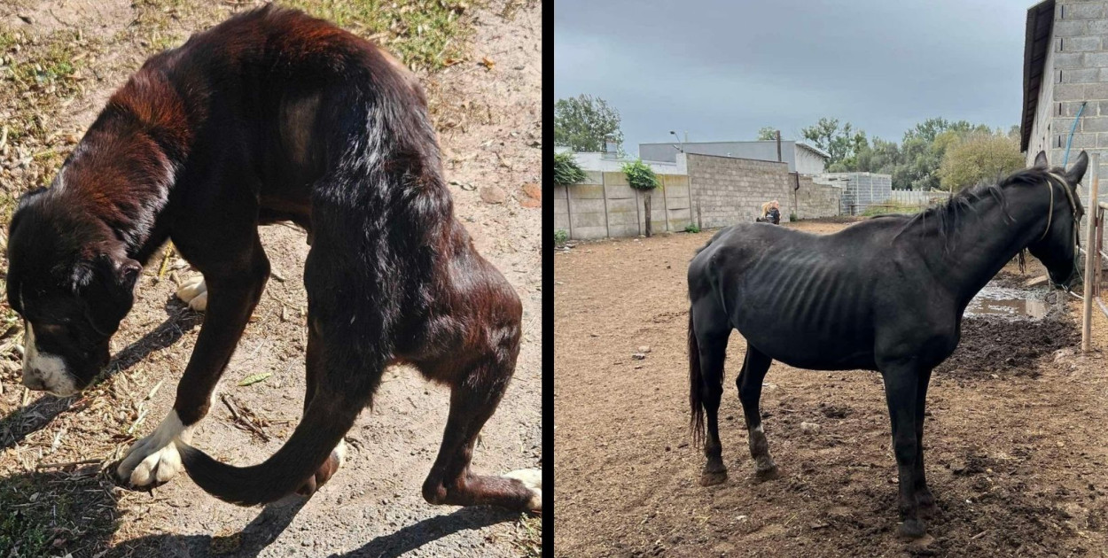 Makabra w gospodarstwie pod Wrześnią. „Pokonało nas to”