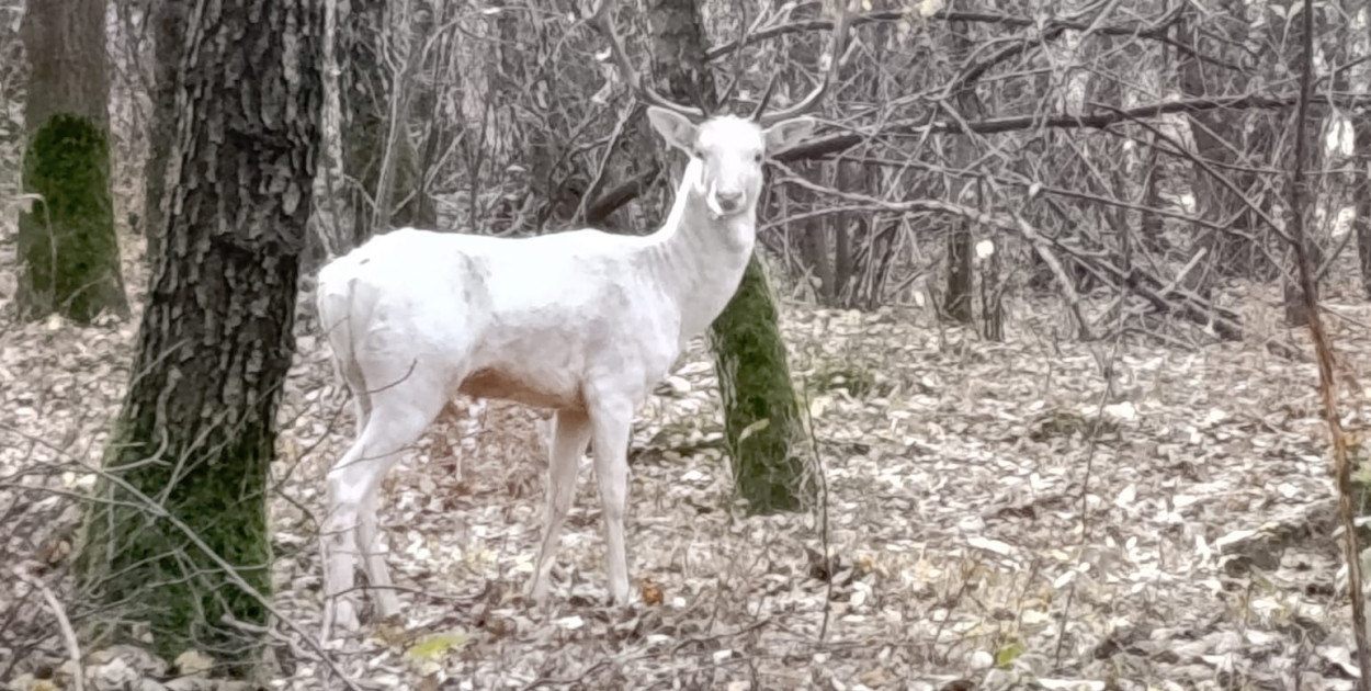 Duch lasu w Podstolicach! Biały jeleń, który nie boi się ludzi!