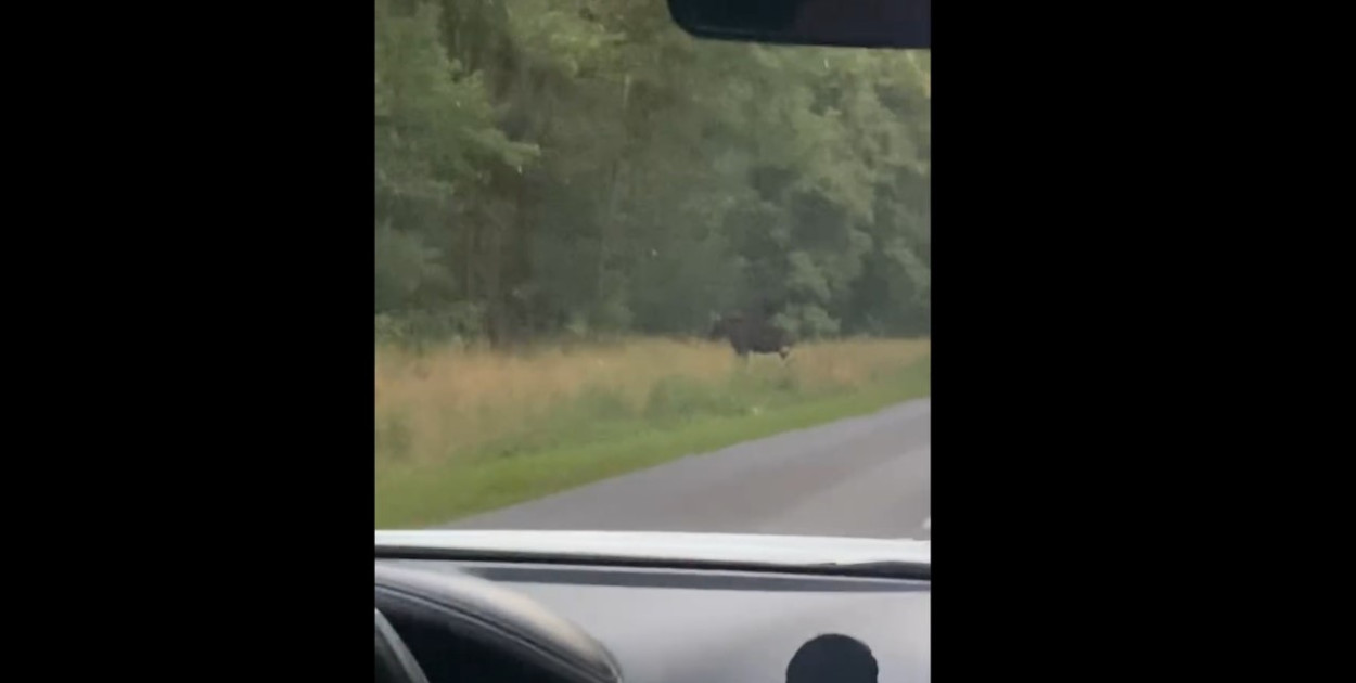 Uwaga! Napalone łosie znowu na drogach [WIDEO] - wrzesnia.info.pl