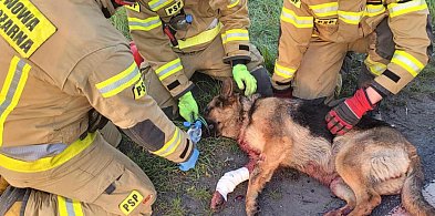 Potrącony pies utknął pod samochodem. Uratowali go strażacy -29294