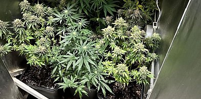 Ponad 20 zarzutów za domową plantację marihuany -29407