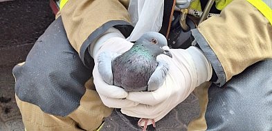 [Z REGIONU] Strażacy uratowali gołębia [FOTO]-29459