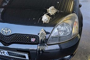 Ptaki czy świnie? Uwaga na śmierdzące bomby w centrum Wrześni-36749