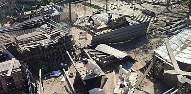 Miał pod opieką sto psów. Dramatyczna sytuacja we wsi pod Krotoszynem-36800