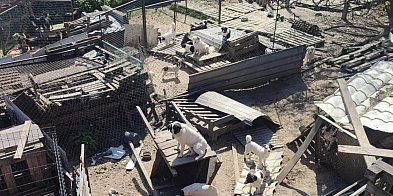 Schorowany mężczyzna miał pod opieką sto psów-36800