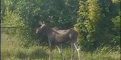 Sceny rodem z „Przystanku Alaska”. Spotkanie z łosiem w Gozdowie-37519