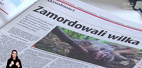 Echa naszych publikacji. Na tropie mordercy wilka