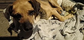 Pobity czy potrącony? Dramat psa łańcuchowego