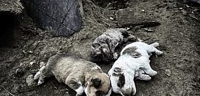 Gehenna psów w gospodarstwie pod Kołaczkowem