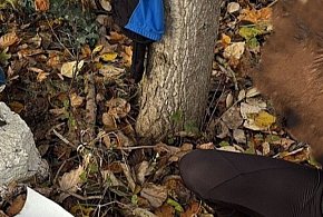 Nielegalny ogrodnik z Nekli. 38-latek wpadł dwa razy-40319