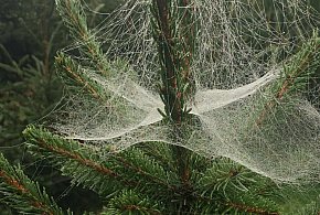 Kupujesz żywą choinkę na święta? Ten szczegół łatwo przeoczyć-40947