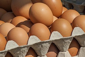 Salmonella wykryta w jajach! GIS wydał pilne ostrzeżenie-41070