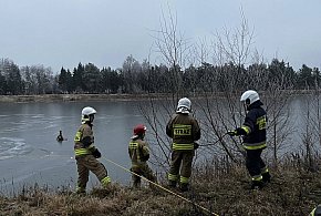 Jeleń uwięziony na lodzie. Strażacy ruszyli z pomocą-41218