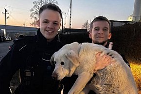 Zziębnięty i zagubiony. Pies potrzebował pomocy