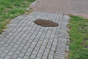 Rój pszczół na chodniku w Pyzdrach