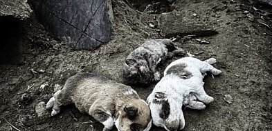 Gehenna psów w gospodarstwie pod Kołaczkowem-40698