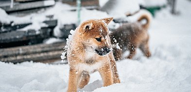 Zimą ich los jest w naszych rękach-41440