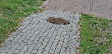 Rój pszczół na chodniku w Pyzdrach