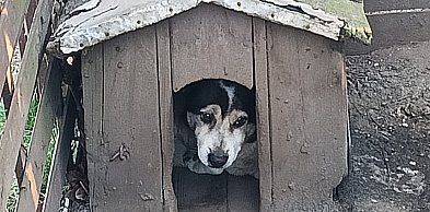 Mróz to wyrok dla psa na łańcuchu