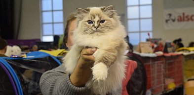 Konkurs mruczących piękności. Września gospodarzem międzynarodowej wystawy