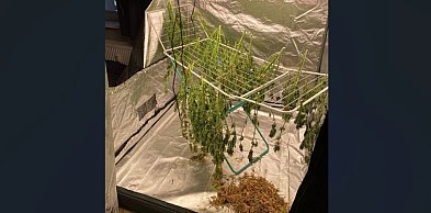 REGION: Domowy namiot pełen marihuany na suszarce