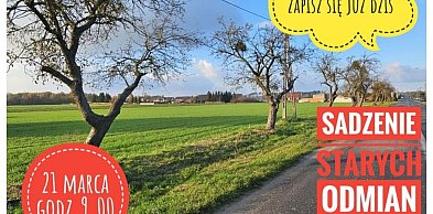 Sadzenie jabłoni w Orzechowie. Sołtys zaprasza mieszkańców