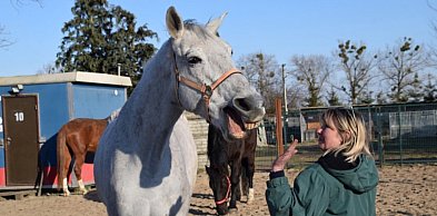 Miliony potrzebne na nowy dom dla psich i końskich weteranów