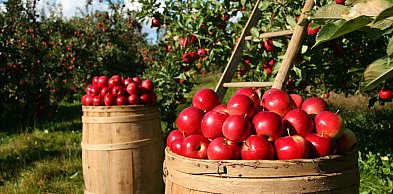 Jak zaplanować efektywne nawadnianie kropelkowe w ogrodzie i sadzie