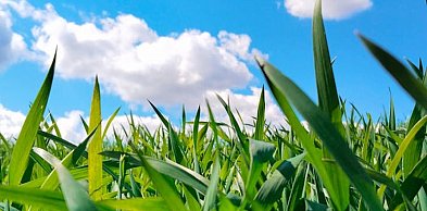 Biopon - nawóz, który wspiera wzrost i zdrowy rozwój roślin