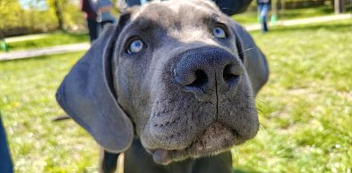 Psie spotkanie przy tężni na Wrzosowej