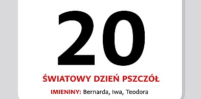 Kartka z kalendarza. 20 maja – Światowy Dzień Pszczół