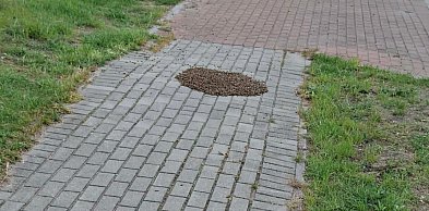 Rój pszczół na chodniku w Pyzdrach