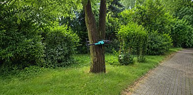 Hulajnoga na drzewie. Nietypowy widok za stacją paliw
