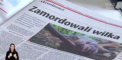 Echa naszych publikacji. Na tropie mordercy wilka [WIDEO]-40037