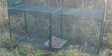 Skradziono klatkę-łapkę. Psi-jaciel apeluje o zwrot-40106