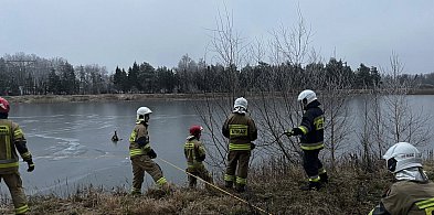 Jeleń uwięziony na lodzie. Strażacy ruszyli z pomocą-41218